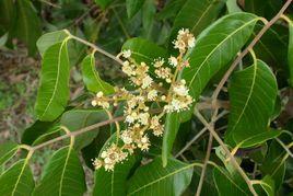 出蕊木姜子 出蕊木姜子