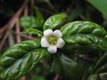 白果香楠 白果香楠