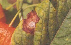 藥用植物酸漿葉斑病 藥用植物酸漿葉斑病