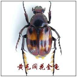 黃毛闊花金龜 黃毛闊花金龜