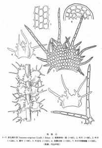 多毛裂片苔 多毛裂片苔