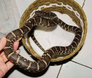 布魯克王蛇 布魯克王蛇