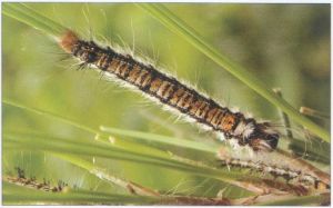 馬尾松毛蟲（幼蟲）