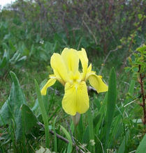 黃金鳶尾 黃金鳶尾