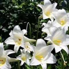 糙葉重樓 糙葉重樓