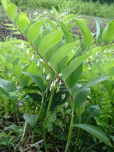 （圖）所羅門的封印