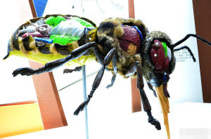 華夏蜜蜂博物館