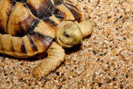 埃及陸龜 埃及陸龜