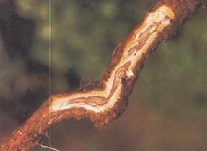 藥用植物枸杞根腐病