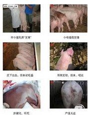 黴菌中毒 黴菌中毒