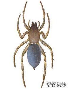 褶管巢蛛 褶管巢蛛