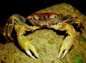 萊州月季 萊州月季