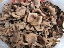 乾香蘑