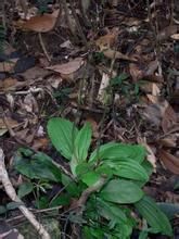 紫花羊耳蒜 紫花羊耳蒜