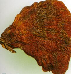 粗皮靈芝 粗皮靈芝