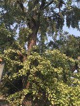 唐家村[江蘇省南京市江寧區淳化街道唐家村]