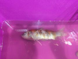 魚鰾失調病 魚鰾失調病