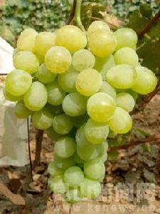 白羅莎里奧 白羅莎里奧