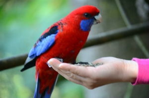 深紅吸蜜鸚鵡 深紅吸蜜鸚鵡