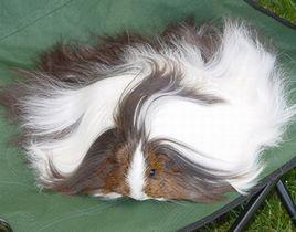 絲質長毛天竺鼠 絲質長毛天竺鼠