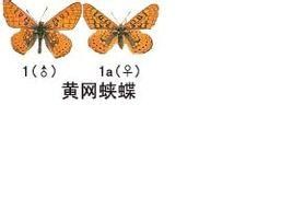 黃網蛺蝶 黃網蛺蝶