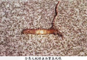 穀類大蚊幼蟲危害玉米根