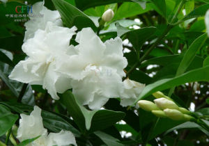 狗牙花亞科 狗牙花亞科