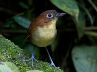 黃胸蟻鶇 黃胸蟻鶇