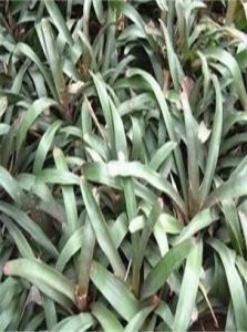 端紅唇鳳梨 端紅唇鳳梨