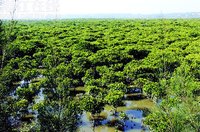 紅樹林自然保護區