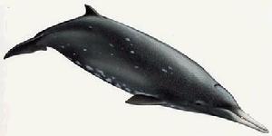 格氏中喙鯨 格氏中喙鯨