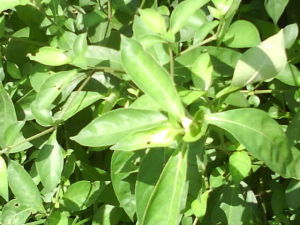 倒吊筆屬 倒吊筆屬