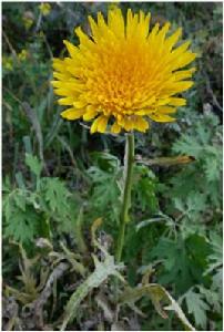 苦菜花子 苦菜花子