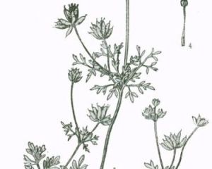 傘花黃堇 傘花黃堇