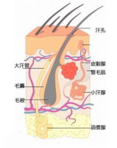 出冷汗 皮膚汗腺示意圖