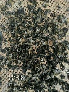 岳西桑枝木耳 岳西桑枝木耳