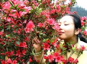 毛序紅花越桔 毛序紅花越桔