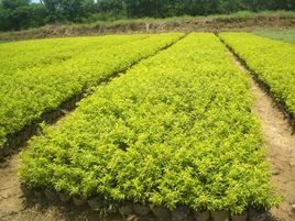 黃金葉[假連翹屬植物]