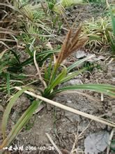 團穗苔草 團穗苔草