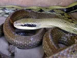 （圖）黑眉錦蛇