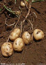 營養繁殖  馬鈴薯塊莖