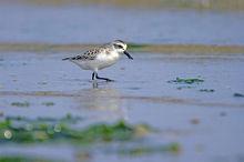 勺嘴鷸圖冊圖片
