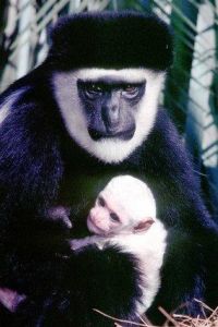 瓦頓小姐紅疣猴