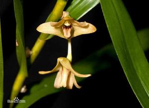 竹枝石斛海南個體 竹枝石斛海南個體