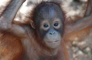 紅毛猩猩歐珊 紅毛猩猩歐珊