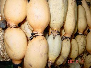 白藤蓮藕 白藤蓮藕