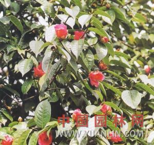 宛田紅花油茶 宛田紅花油茶