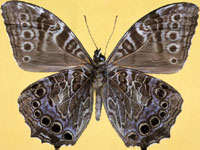 蒙鏈蔭眼蝶 Neope muirheadi (Felder)