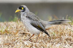 山林吸蜜鳥 山林吸蜜鳥