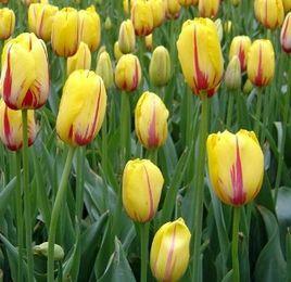 拉考迪尼鬱金香 拉考迪尼鬱金香